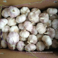 Fresh Normal White Garlic with Mesh Bag